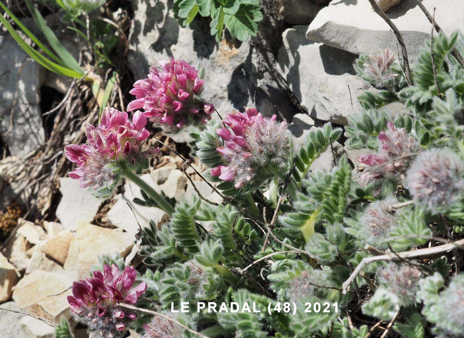 Kidney Vetch, Mountain